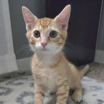 Tamagotchi -  Domestic Short Hair Cat for Adoption in Gibsonia, Pennsylvania - Tamagotchi | PetCurious