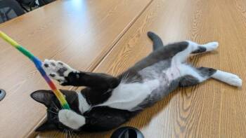 Clawdia -  Domestic Short Hair Cat for Adoption in Brandon, Florida - Clawdia | PetCurious
