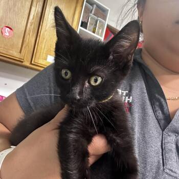 Domestic Short Hair Cats Available for Adoption in Leander, Texas - Elroy | PetCurious