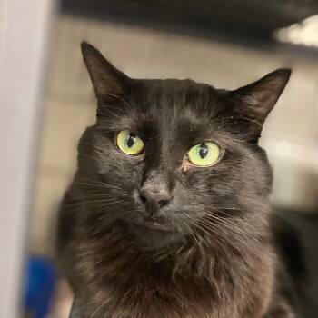 Rescue Domestic Medium Hair Cats for Adoption in Kankakee, Illinois - Troy | PetCurious