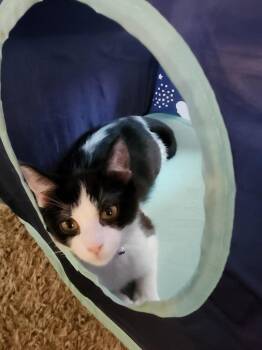 Raquel -  Domestic Short Hair Cat for Adoption in Rice Lake, Wisconsin - Raquel | PetCurious