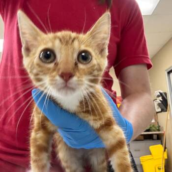 Elvis -  Domestic Short Hair Cat for Adoption in Birmingham, Alabama - Elvis | PetCurious