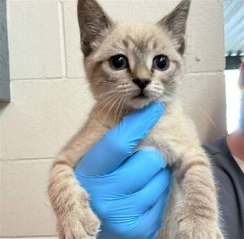 Siamese Cats Available for Adoption in San Bernardino, California - A591126 | PetCurious