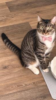 Rita -  American Shorthair Cat for Adoption in Charlotte, North Carolina - Rita | PetCurious