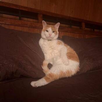 Domestic Short Hair Cats Available for Adoption in Roanoke, Virginia - Fredie | PetCurious