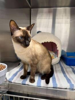 Lisa -  Domestic Short Hair Cat for Adoption in St. Cloud, Florida - Lisa | PetCurious