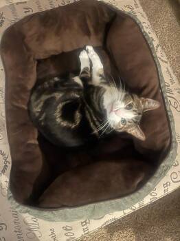 Henry -  Domestic Short Hair Cat for Adoption in Lorain, Ohio - Henry | PetCurious
