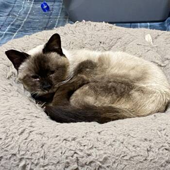 Aslana -  Siamese Cat for Adoption in Los Angeles, California - Aslana | PetCurious