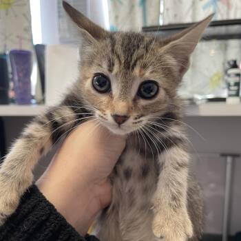 Domestic Short Hair Cats Available for Adoption - Andy | PetCurious