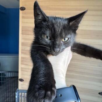 Brownie -  Domestic Short Hair Cat for Adoption in Madison, Wisconsin - Brownie | PetCurious