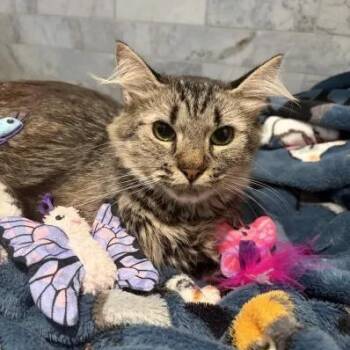 Artemis -  Domestic Long Hair and Maine Coon Cat for Adoption in Pearland, Texas - Artemis | PetCurious