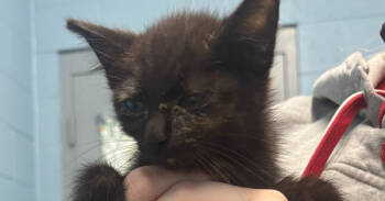 Rescue Domestic Short Hair Cats for Adoption in Evansville, Indiana - Skittle | PetCurious