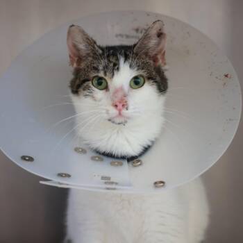 Strawberry -  Domestic Short Hair Cat for Adoption in Goleta, California - Strawberry | PetCurious