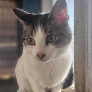 Wemby -  Domestic Short Hair Cat for Adoption in Austin, Texas - Wemby | PetCurious