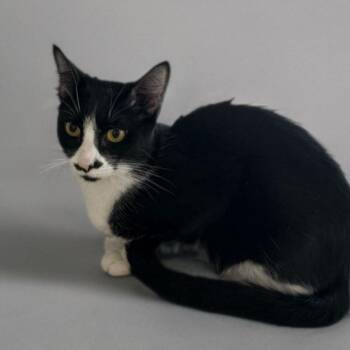 Domestic Short Hair Cats Available for Adoption in San Antonio, Texas - Boba | PetCurious