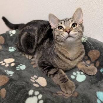 Brooklyn -  Domestic Short Hair Cat for Adoption in Rochester, Minnesota - Brooklyn | PetCurious