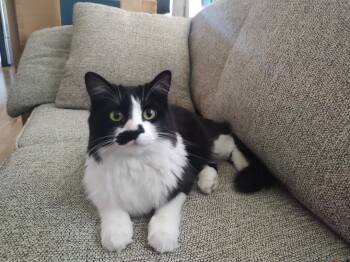 Rescue Domestic Medium Hair Cats for Adoption in Pasco, Washington - Miss Mustachio | PetCurious