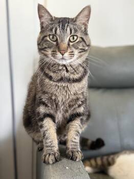 Squishmallow -  Domestic Short Hair Cat for Adoption in Royalton, Illinois - Squishmallow | PetCurious