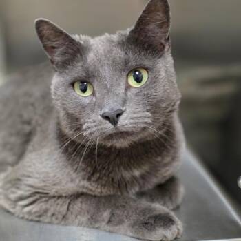 Domestic Short Hair Cats Available for Adoption in Chatham, Virginia - Emmit | PetCurious