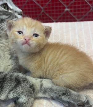 Bumble -  Domestic Short Hair Cat for Adoption in Mcpherson, Kansas - Bumble | PetCurious