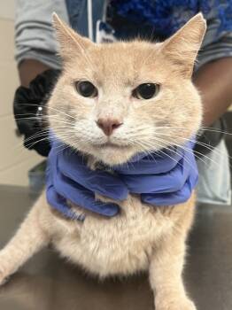 Rescue Domestic Short Hair Cats for Adoption in Raleigh, North Carolina - White Lion | PetCurious