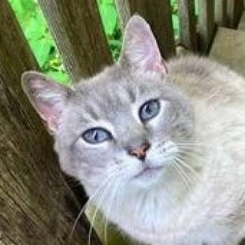 Chatty Cathy -  Domestic Short Hair Cat for Adoption in Ithaca, New York - Chatty Cathy | PetCurious