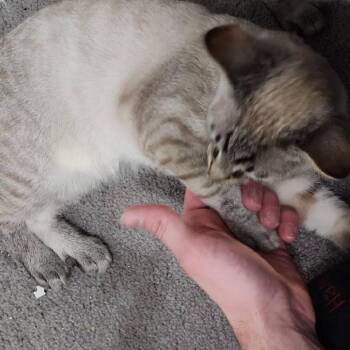 Domestic Short Hair Cats Available for Adoption - Onigri | PetCurious