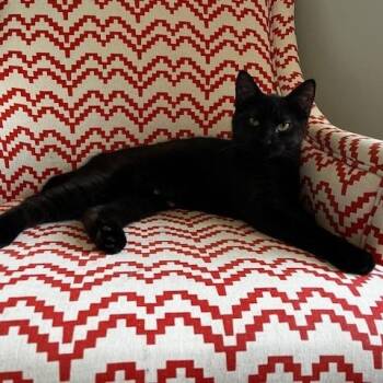 Domestic Short Hair Cats Available for Adoption in Mayfield, New York - Doc (Male) & Bashful (Female) | PetCurious