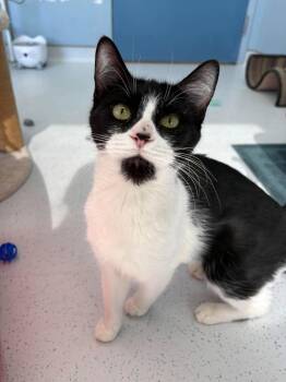 NEPAL -  Domestic Short Hair Cat for Adoption in Delson, Quebec - NEPAL | PetCurious