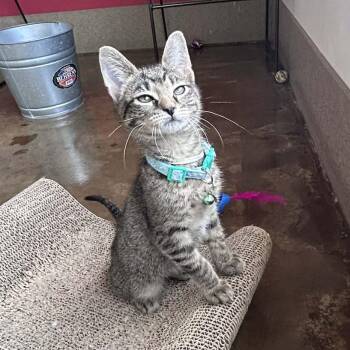 Domestic Short Hair Cats Available for Adoption in Green Bay, Wisconsin - Mint Chip | PetCurious