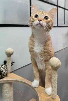 Rescue Tabby Cats for Adoption in Capshaw, Alabama - TACO | PetCurious