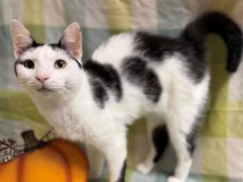 ZERO -  Domestic Short Hair Cat for Adoption in Louisville, Kentucky - ZERO | PetCurious