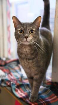 Millie -  Domestic Short Hair Cat for Adoption in Saint James City, Florida - Millie | PetCurious