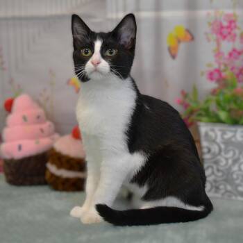 Mocha -  Domestic Short Hair Cat for Adoption in Roanoke, Texas - Mocha | PetCurious