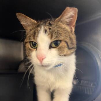 Clark -  Domestic Short Hair Cat for Adoption in Chicago, Illinois - Clark | PetCurious