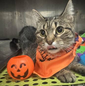 Rescue Domestic Short Hair Cats for Adoption in Blair, Nebraska - Meredith | PetCurious