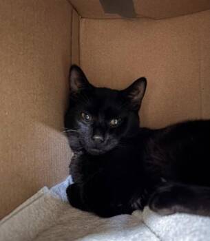 Bepo -  Domestic Short Hair Cat for Adoption in Honolulu, Hawaii - Bepo | PetCurious