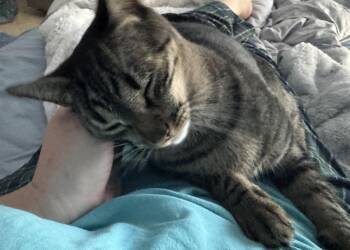 Cleo -  Domestic Short Hair Cat for Adoption in West Springfield, Virginia - Cleo | PetCurious