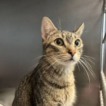 Rescue Domestic Short Hair Cats for Adoption in Los Angeles, California - Mrs. Sippy | PetCurious