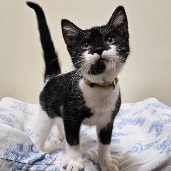 Artemis -  Domestic Short Hair Cat for Adoption in Fremont, Ohio - Artemis | PetCurious