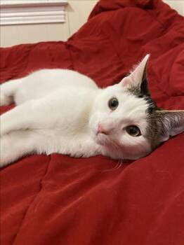 Rescue Domestic Short Hair Cats for Adoption in Hagerstown, Maryland - MUGEL | PetCurious