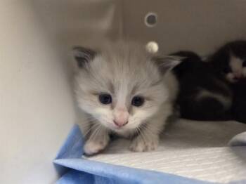 WILLOW - ADOPTION PENDING -  Domestic Medium Hair and Domestic Short Hair Cat for Adoption in Ontario, California - WILLOW - ADOPTION PENDING | PetCurious