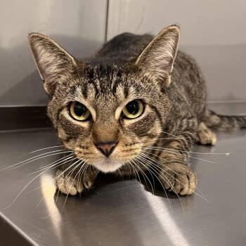 Twister -  Domestic Short Hair Cat for Adoption in Washburn, Missouri - Twister | PetCurious