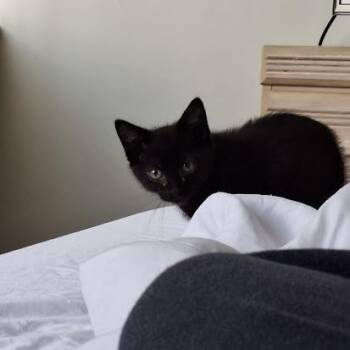 Rescue Domestic Short Hair Cats for Adoption in Columbia, South Carolina - Bong | PetCurious