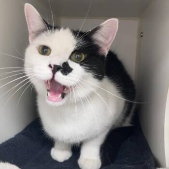 Baloney -  Domestic Short Hair Cat for Adoption in Philadelphia, Pennsylvania - Baloney | PetCurious