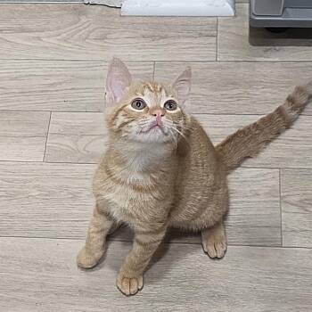0926-147 Wilbur -  Domestic Short Hair Cat for Adoption in Abingdon, Maryland - 0926-147 Wilbur | PetCurious