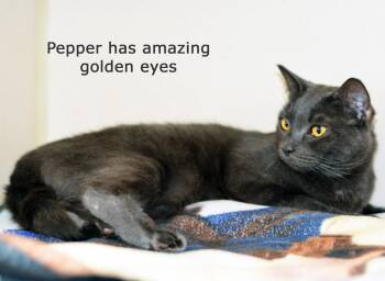 PEPPER-NO ADOPTION FEE -  Domestic Medium Hair Cat for Adoption in San Clemente, California - PEPPER-NO ADOPTION FEE | PetCurious