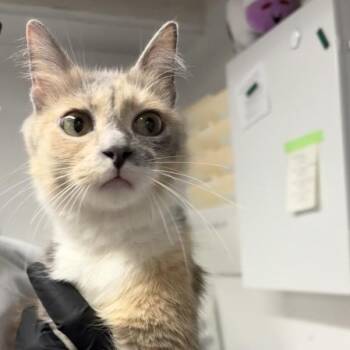 Domestic Short Hair Cats Available for Adoption in New York, New York - Gidim | PetCurious