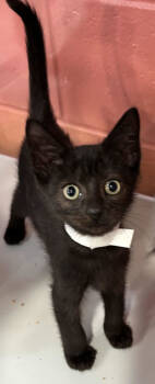 Rescue Domestic Short Hair Cats for Adoption in North Charleston, South Carolina - 88246a Koala-Petco North Charleston | PetCurious