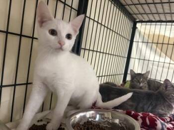 Bolt -  Domestic Short Hair Cat for Adoption in Lowell, Massachusetts - Bolt | PetCurious